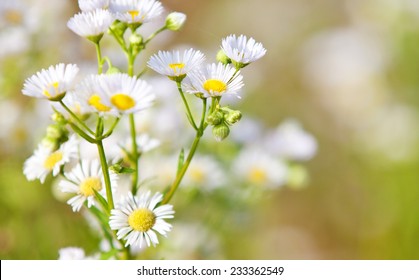 Fine Grown German Chamomile