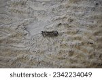 A fine morning of seascapes,A fiddler crab is on tidal flat and Wavy surface of the sandy ocean floor near the shore at low tide.At low tide looking abstract patterns of sand.