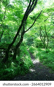 fine path through dense spring forest