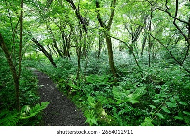 fine path through dense spring forest