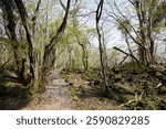 fine path through early spring forest