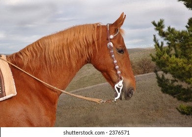 A Fine Saddlebred Stallion With Western Bridle