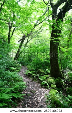 fine spring path in the gleaming sunlight