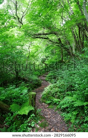 fine spring path in the gleaming sunlight