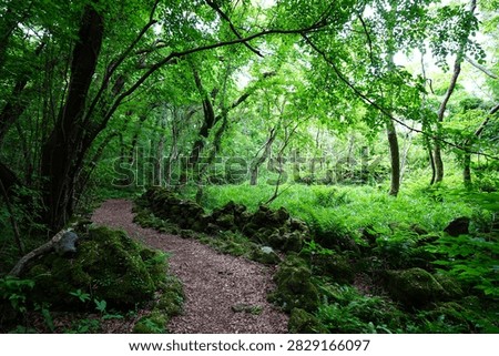 fine spring path in the gleaming sunlight
