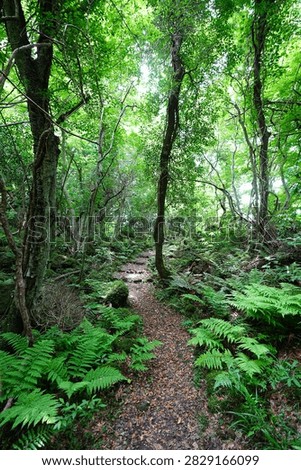 fine spring path in the gleaming sunlight