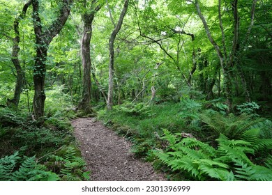 fine spring path through fresh green forest