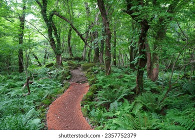 fine summer path through thick ferns