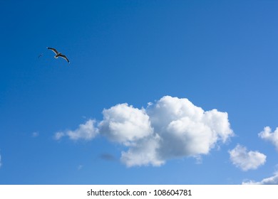 Fine Weather, Blue Sky Panorama With White Clouds And A Bird