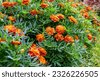 marigolds garden