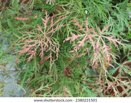 Finely cut, dissected red new growth above green leaves of Japanese Maple Acer palmatum var. dissectum 'Baldsmith'