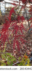 Finely Dissected Feather Leaf Texture of Laceleaf Maple Korea