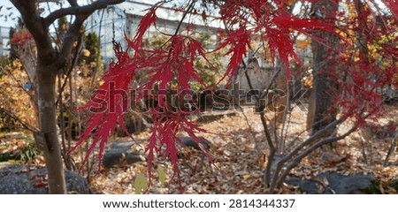 Finely Dissected Feather Leaf Texture of Laceleaf Maple Korea
