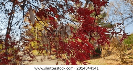 Finely Dissected Feather Leaf Texture of Laceleaf Maple Korea