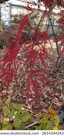 Finely Dissected Feather Leaf Texture of Laceleaf Maple Korea
