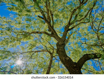 Finer branches of the Angle Oak Tree with a sunburst shining through. Upward view of an Oak tree in HDR