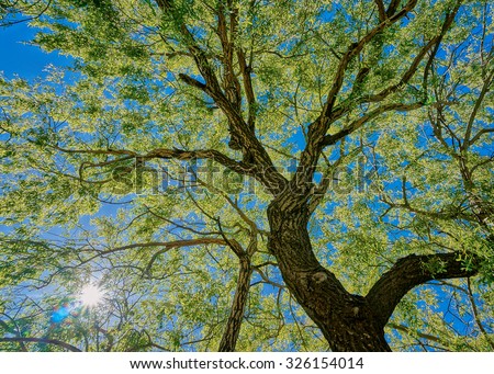 Finer branches of the Angle Oak Tree with a sunburst shining through. Upward view of an Oak tree in HDR