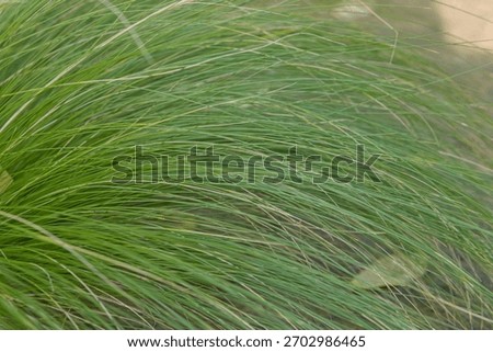 Fine-textured clumping grass with long, thin leaves forming a soft, airy mound, commonly used in ornamental plantings.