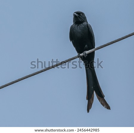finge also known as the black drongo