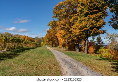 Finger Lakes Vineyard With Beautiful Autumn Colors On Cayuga Lake Near Ithaca New York