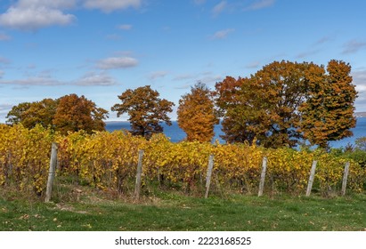 Finger Lakes Vineyard With Beautiful Autumn Colors On Cayuga Lake Near Ithaca New York