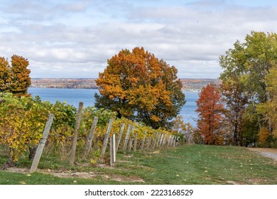 Finger Lakes Vineyard With Beautiful Autumn Colors On Cayuga Lake Near Ithaca, New York