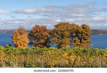 Finger Lakes Vineyard With Beautiful Autumn Colors On Cayuga Lake Near Ithaca New York