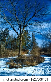 Finger Lakes Winter Scene With Snowy Path