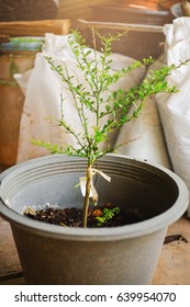 Finger Lime Tree (Citrus Australasica) In Pot