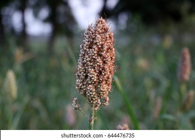 Finger Millet