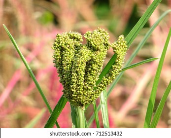 Finger Millet