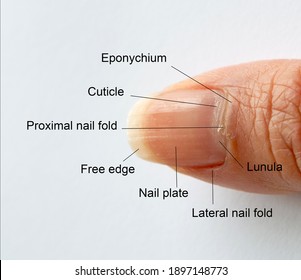 270 Nail matrix Images, Stock Photos & Vectors | Shutterstock