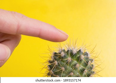 Finger pricks on a cactus on a yellow background
