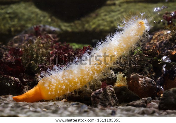 Finger shaped sea pen (Veretillum cynomorium).\
Marine animal.