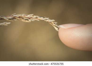 Finger touching wheat