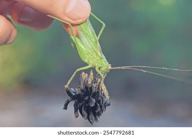 fingers of a hand holding one green locust grasshopper with a gray dry pine cone on a summer street - Powered by Shutterstock