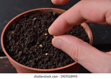 Fingers hold a small seed of hot pepper ready for sowing in a pot with soil at home. Gardening and botanical concept