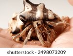 Fingers holding a hermit crab, gray with black eyes, in a striped white and brown shell, photographed against a white background.