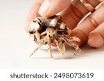 Fingers holding a hermit crab, gray with black eyes, in a striped white and brown shell, photographed against a white background.