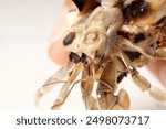 Fingers holding a hermit crab, gray with black eyes, in a striped white and brown shell, photographed against a white background.