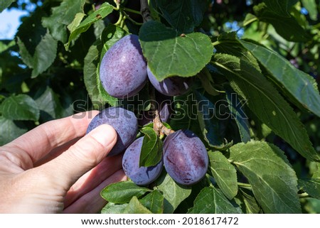 Fingers of a woman's hand pick ripe plums from a plum tree 