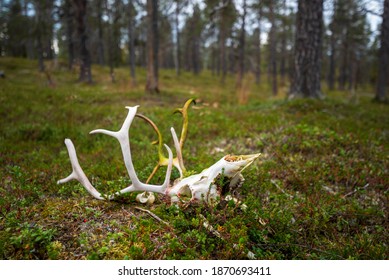 Finish Lapland Saariselkä Wild And Beautiful