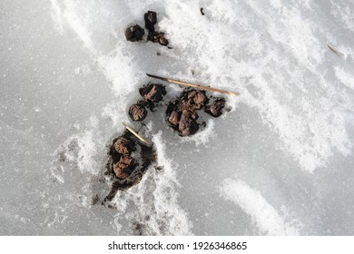 Säkylä, Finland - February 27 2021: Documentary Of Everyday Life And Place. Dog Feces In The Snow.