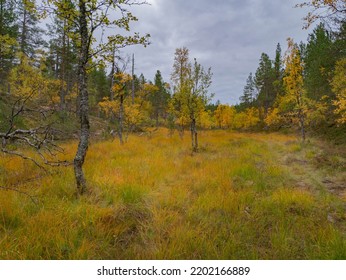 Finland Lapland Autumn Colors Yellow Red Orange Creek Lake River 