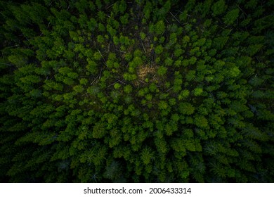 Finland pine tree forest from above.