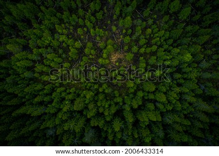 Finland pine tree forest from above.