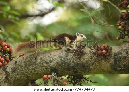Finlayson's squirrel
Callosciurus finlaysonii Stock photo © 