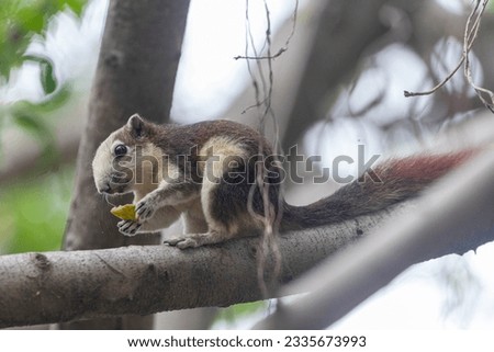 Finlayson's Squirrel (Callosciurus finlaysonii) is currently enjoying some fruits while perched on a tree branch in the public park. Stock photo © 