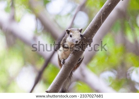Finlayson's Squirrel (Callosciurus finlaysonii) is currently climbing a tree in the public park, showcasing its vibrant colors and nimble movements. Stock photo © 