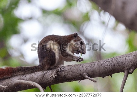 The Finlayson's Squirrel (Callosciurus finlaysonii) is currently feasting on fruits on a tree in the public park. Stock photo © 